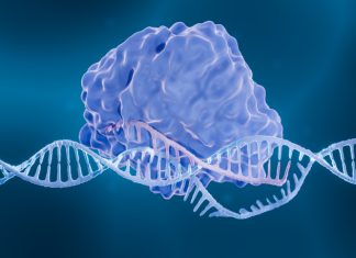 CHANGE-seq-BE Developed to Allow Scientists to Better Understand Base Editors