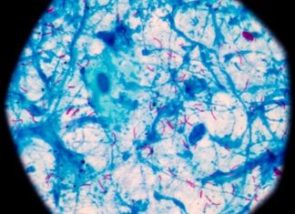 First human ‘lung-on-chip’ model developed using stem cells from a single donor