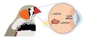 How Bird Retinas Function Without Oxygen May Inform Future Stroke Therapies