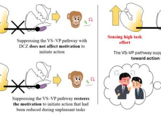“Motivational Brake” Could Point to Schizophrenia and Depression Treatments