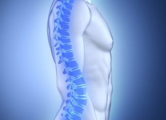 New exercise-sensing pathway offers hope for osteoporosis treatment