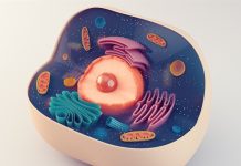 New ISSCR guidance charts path for pluripotent stem cell therapies