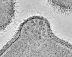 Tiny Nanocourier that Delivers Molecular Packages to Cell Surface Unveiled