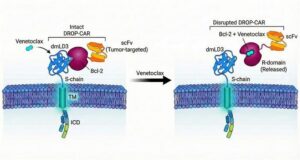 Drug-Controlled CAR T Cells May Enable Safer Immunotherapy