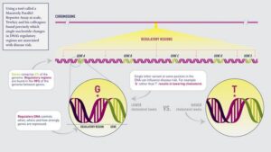 Key Genetic Variants That Influence Disease Risk, Human Health Traits Identified