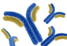 New platform improves prediction of human antibody drug responses