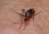 Scientists uncover key protein essential for malaria parasite survival