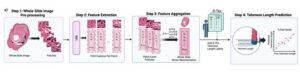 Computational Model Predicts Telomere Length from Images of Routine Histopathology Slides