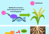 Increasing Rice Yields with Gene-Informed Selective Breeding