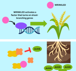 Increasing Rice Yields with Gene-Informed Selective Breeding