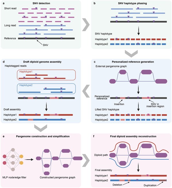 Assembling Over 1,000 Human Genomes Affordably: New Method Powers Medicine’s Future