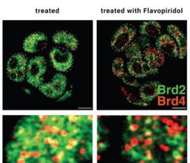 Cancer Drug Shortfalls Tied to How BET Inhibitors Hit BRD2 and BRD4 Differently