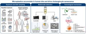 Microplastics in Human Bile Drive Mitochondrial Dysfunction and Senescence