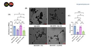 Neuroblastoma Tumor Growth in Mice Suppressed by Blocking Enzyme to Inhibit mTOR Signaling