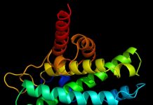 Study identifies protein essential for repairing damage after inflammation