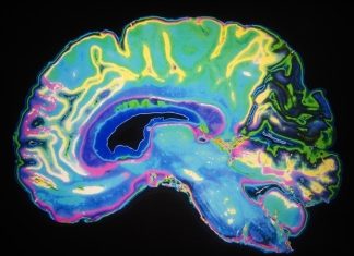 Study reveals interhemispheric brain circuit crucial for spatial memory