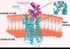 AI Designs Miniprotein Switches for GPCR Targeting