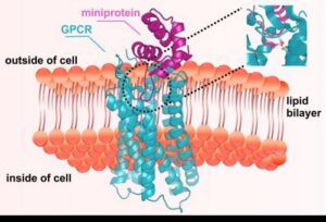AI Designs Miniprotein Switches for GPCR Targeting