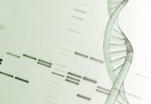 Building large DNA pieces to create custom microbes
