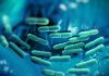 Gut microbiota may determine severity of life-threatening sepsis infections