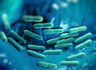 Gut microbiota may determine severity of life-threatening sepsis infections