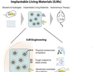 Implantable Living Materials Contain Infection-Sensing Bacteria That Release Therapeutics