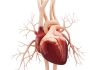 New ‘heart-on-a-chip’ to halt cardiac damage caused by Duchenne