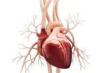 New ‘heart-on-a-chip’ to halt cardiac damage caused by Duchenne