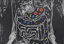 New mathematical model tracks microbial contribution to human digestion
