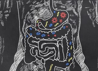 New mathematical model tracks microbial contribution to human digestion