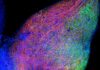 Visualizing Receptor Transport Within Neurons via Transcytosis