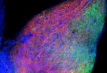 Visualizing Receptor Transport Within Neurons via Transcytosis