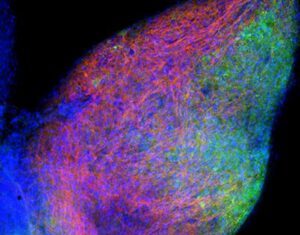 Visualizing Receptor Transport Within Neurons via Transcytosis