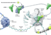 Recoded E. coli Promises More Scalable Weight Loss Drug Production