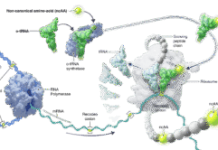 Recoded E. coli Promises More Scalable Weight Loss Drug Production