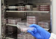 Colorectal Cancer Targeted with Mass-Produced iPSC-Derived Allogeneic T Cells