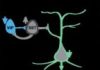 In Huntington’s Mouse, Optogenetic Activation of VIP Neurons Restores Brain Function