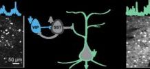 In Huntington’s Mouse, Optogenetic Activation of VIP Neurons Restores Brain Function