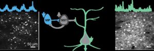 In Huntington’s Mouse, Optogenetic Activation of VIP Neurons Restores Brain Function