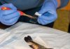 Transmissible Cancer Discovered in Freshwater Fish