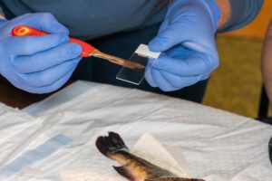 Transmissible Cancer Discovered in Freshwater Fish