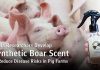 Chula Researchers Develop Synthetic Boar Scent Mimicking Natural Pheromones to Reduce Disease Outbreak Risks in Pig Farms