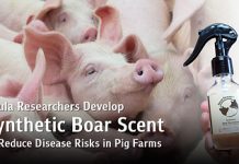 Chula Researchers Develop Synthetic Boar Scent Mimicking Natural Pheromones to Reduce Disease Outbreak Risks in Pig Farms