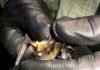 Myotis Bat Genomes Reveal How They Fight Viruses, Cancer, and Cellular Damage