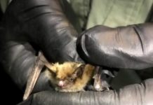 Myotis Bat Genomes Reveal How They Fight Viruses, Cancer, and Cellular Damage
