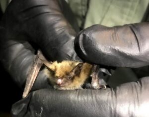 Myotis Bat Genomes Reveal How They Fight Viruses, Cancer, and Cellular Damage