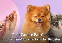 “From Canine Fat Tissue to Insulin-Producing Cells”: Chula Veterinary Researchers Offer New Hope for Diabetes Treatment in Pets