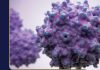 Building the Future of AAV Gene Therapy