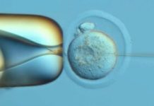 DNA Typewriter, PEtracer Map Mouse Development Through Organogenesis