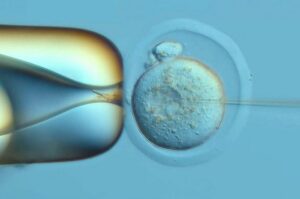 DNA Typewriter, PEtracer Map Mouse Development Through Organogenesis